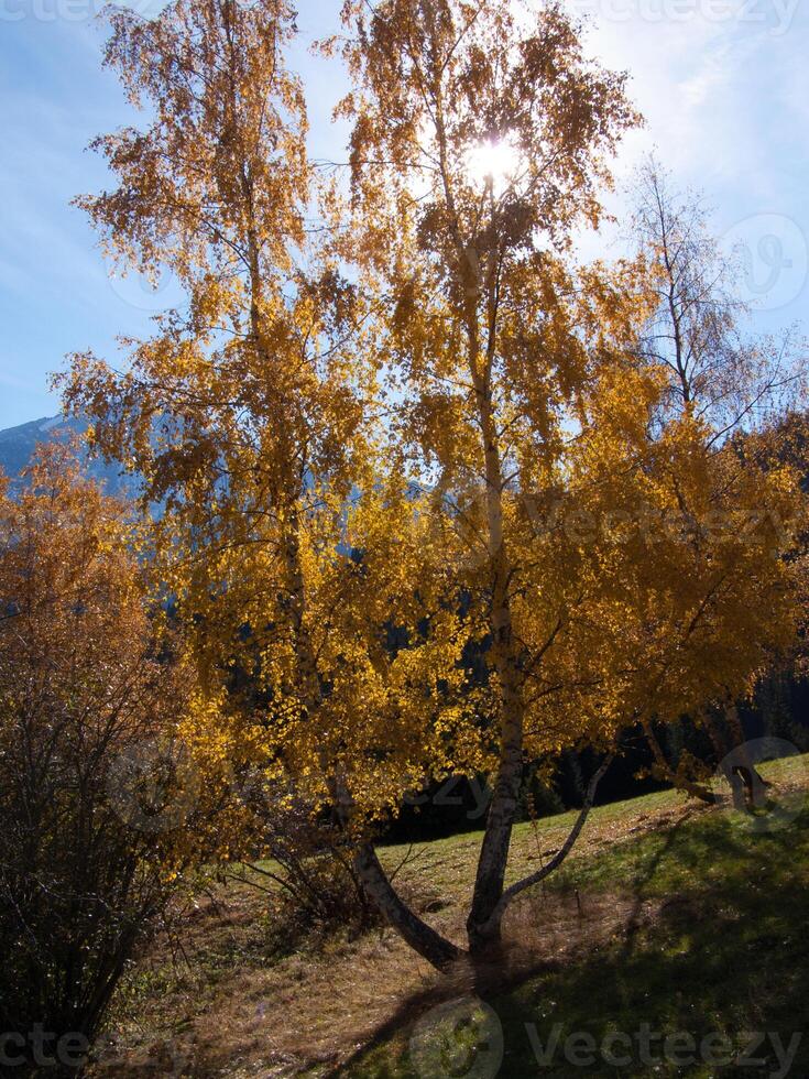 un' albero con giallo le foglie foto