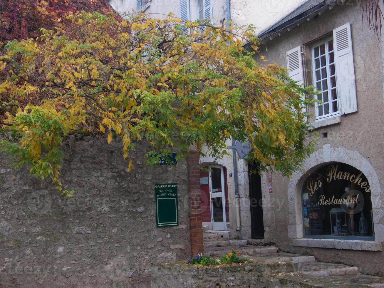 un' albero con giallo le foglie foto