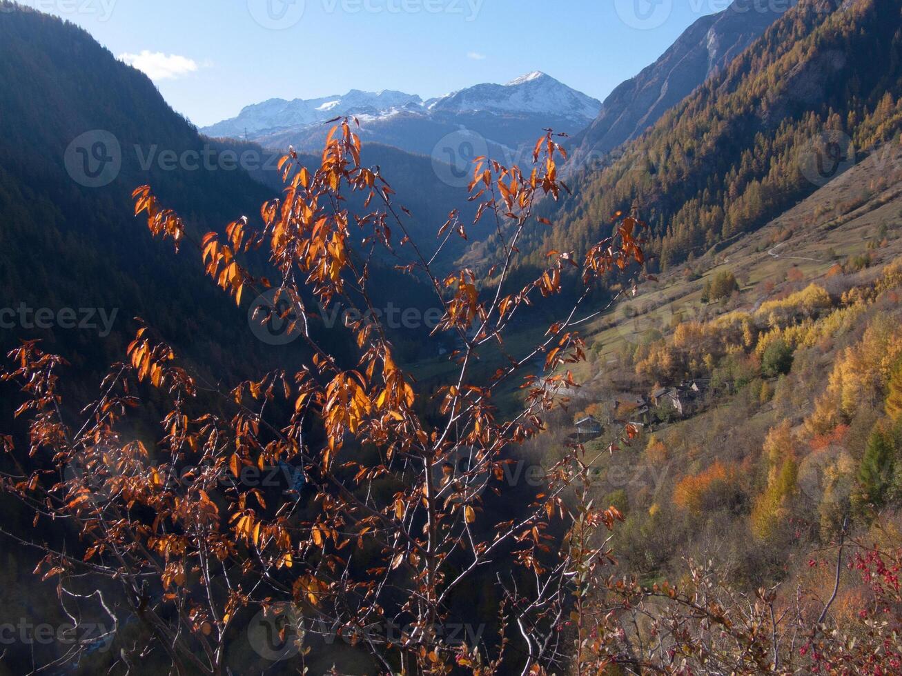 un' albero con giallo le foglie foto