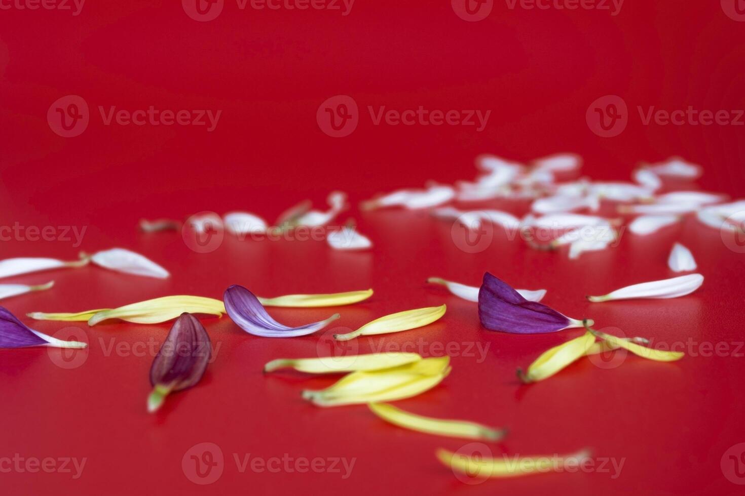 fiore petali su rosso sfondo. San Valentino e La madre di giorno concetto. foto