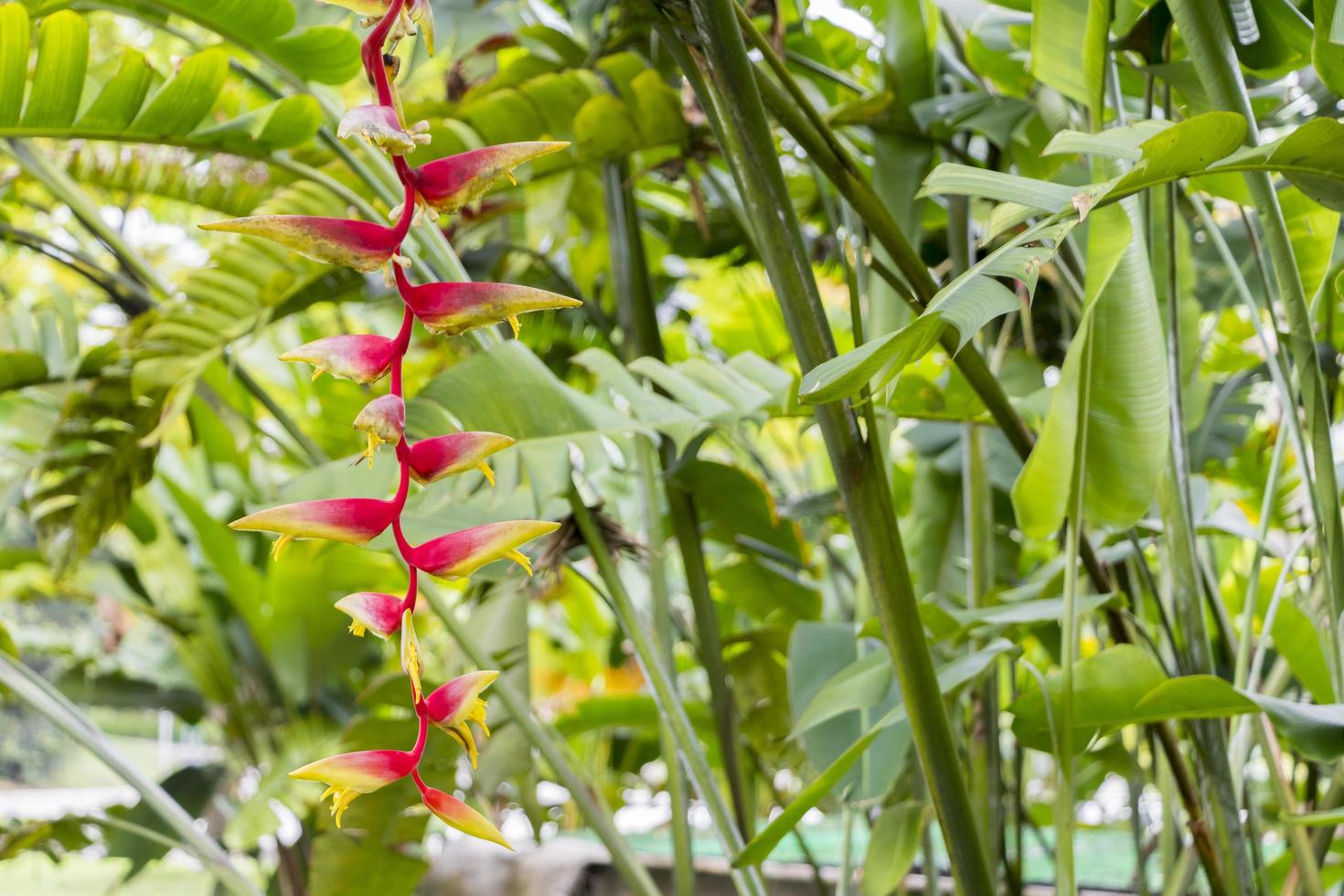 bellissimo grande fiore di heliconia giallo rosso dalla natura tropicale, malesia. foto