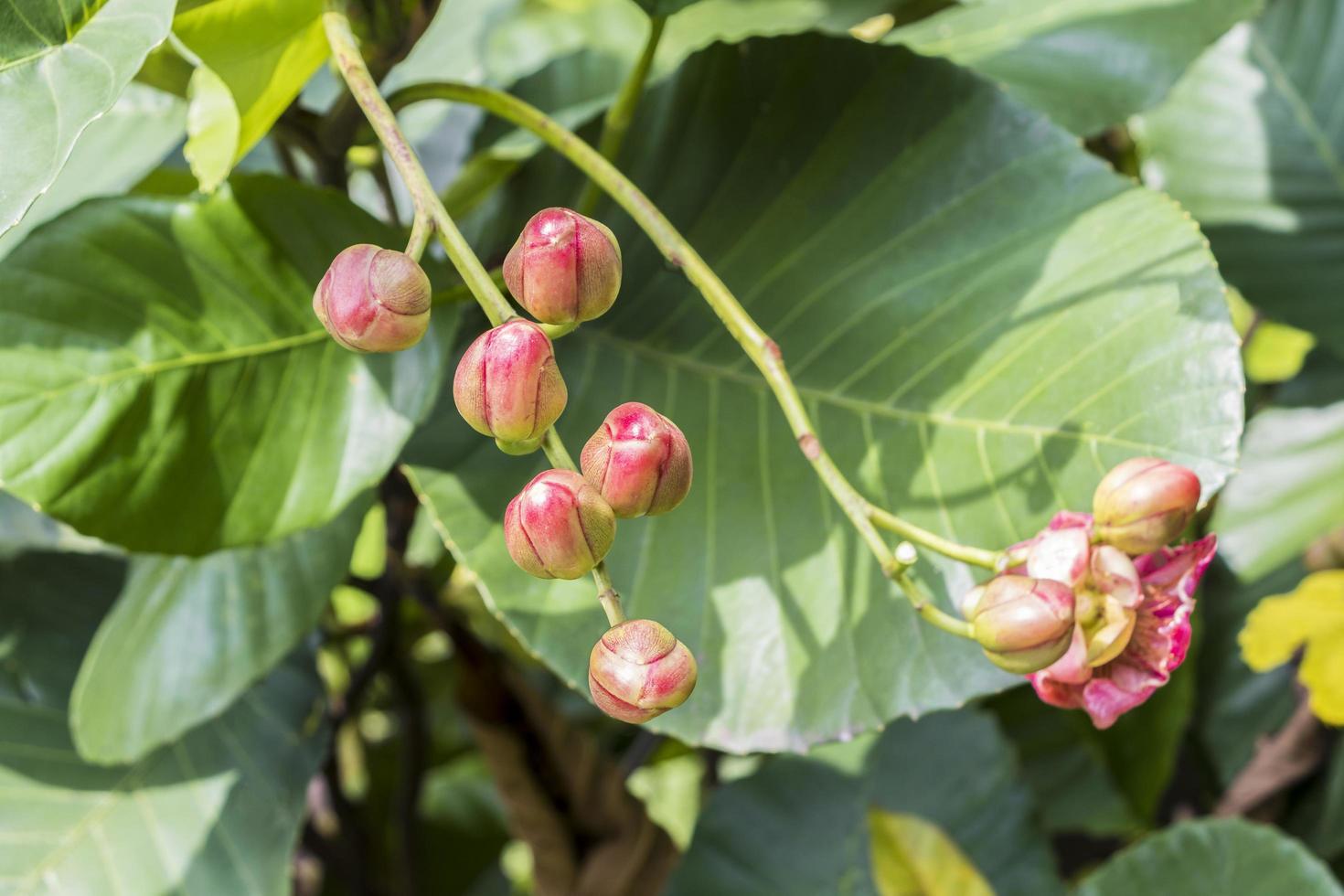 bellissimi fiori e boccioli rossi tropicali, giardini botanici di perdana, malesia. foto