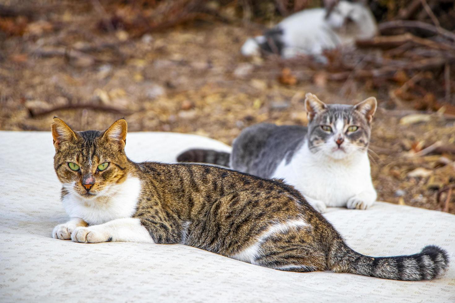 i gatti randagi si rilassano sul materasso della spazzatura a Rodi in Grecia. foto