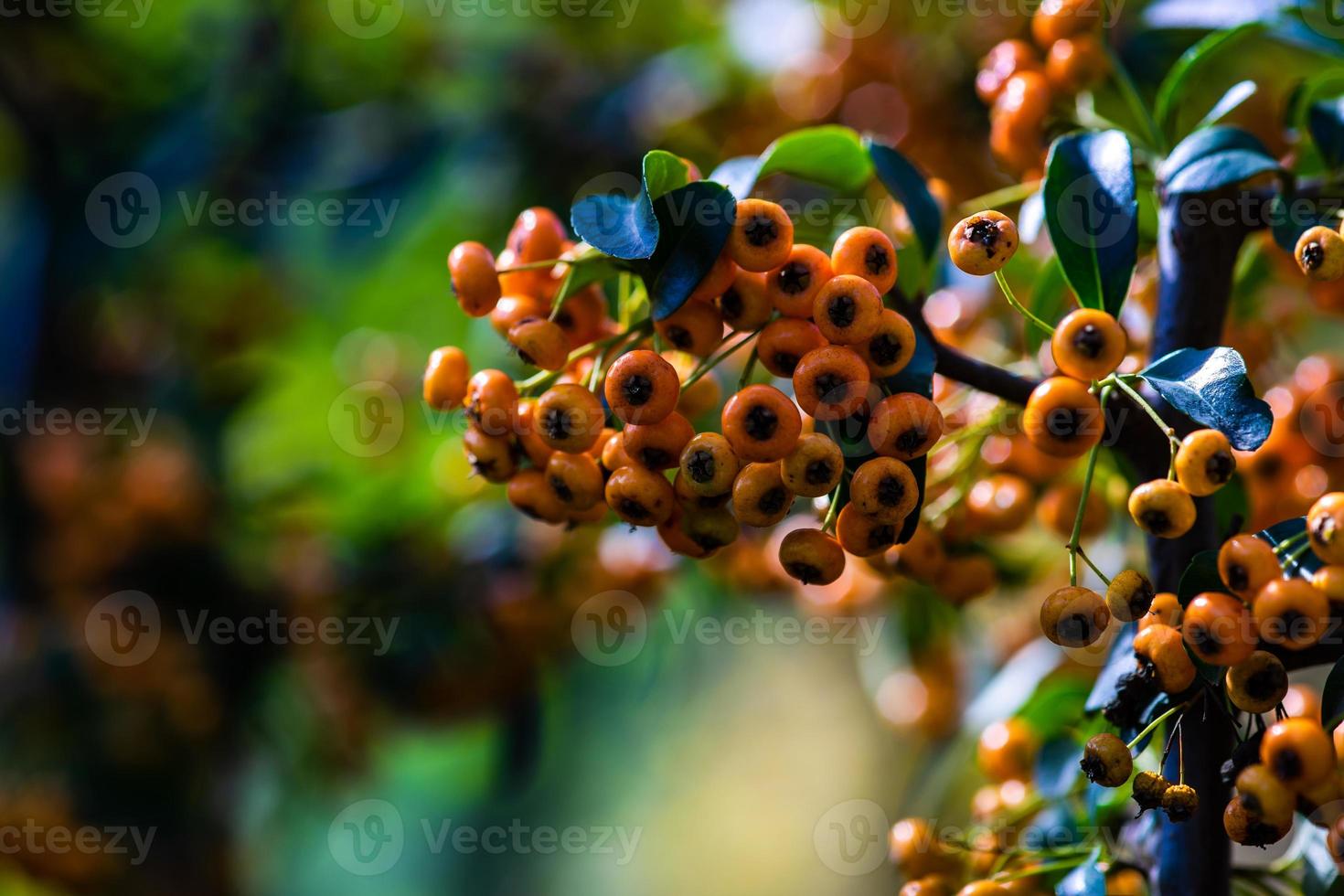 bacche rosse e arancioni di pyracantha foto