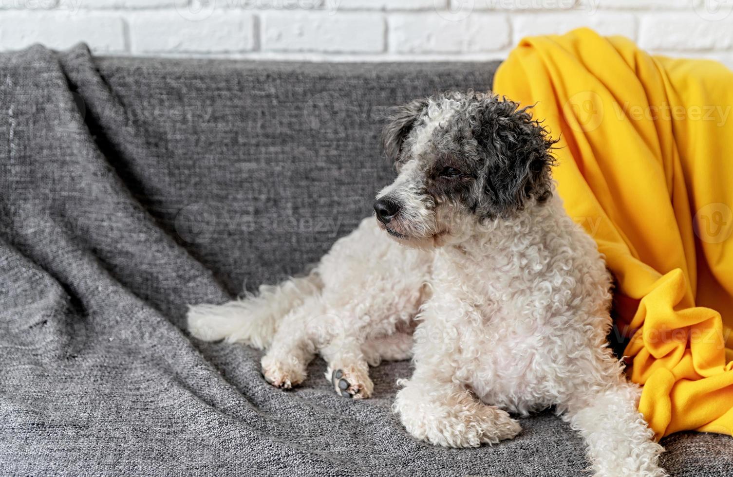 simpatico cane bichon frise sdraiato sul divano di casa con spazio copia foto