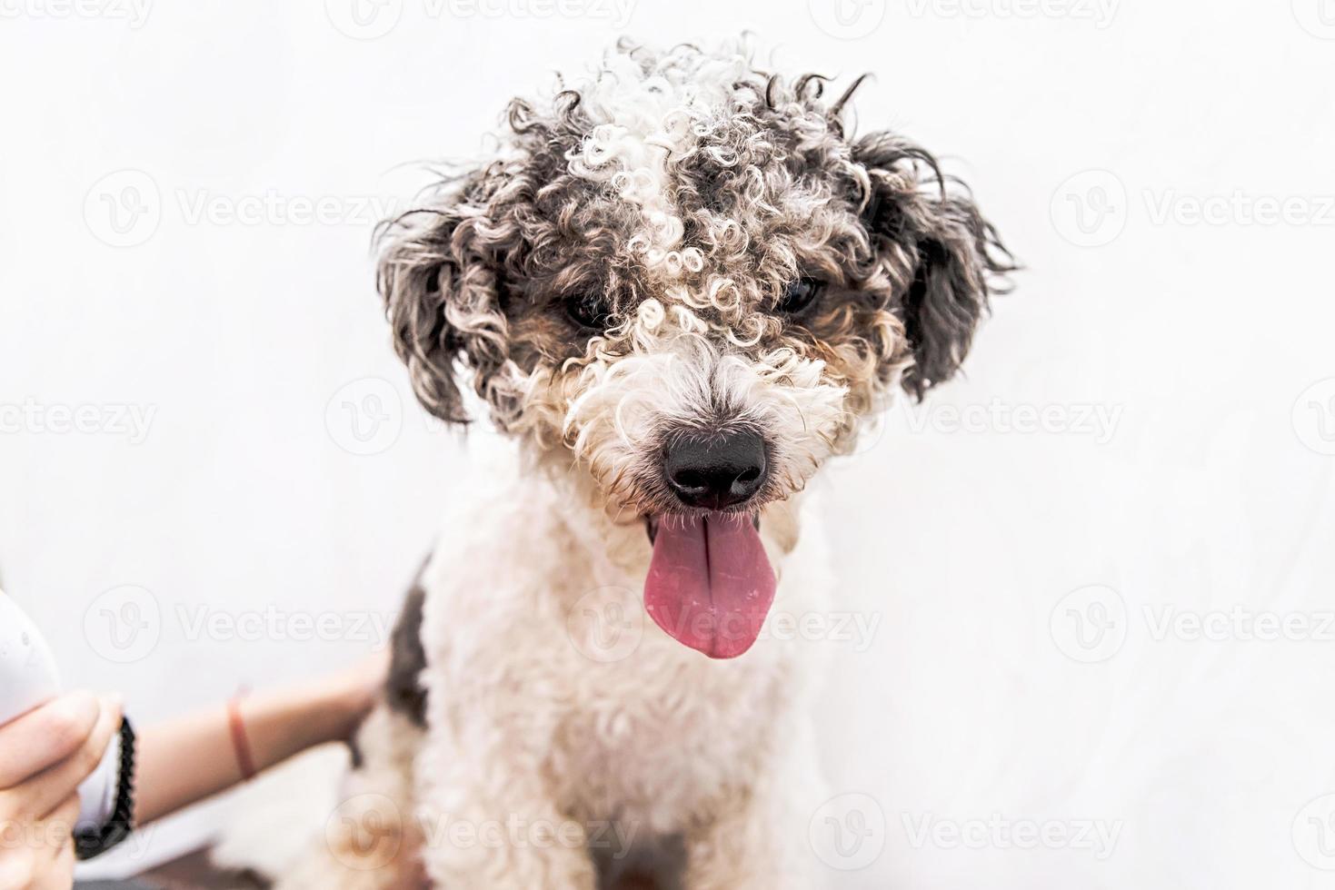 simpatico cane bichon frise bianco e nero che viene curato da un toelettatore professionista foto