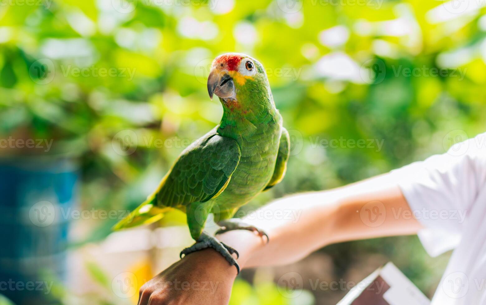 ritratto di autunnale amazon pappagallo su persona mano. carino centrale americano rosso crestato pappagallo in posa su persona mano foto