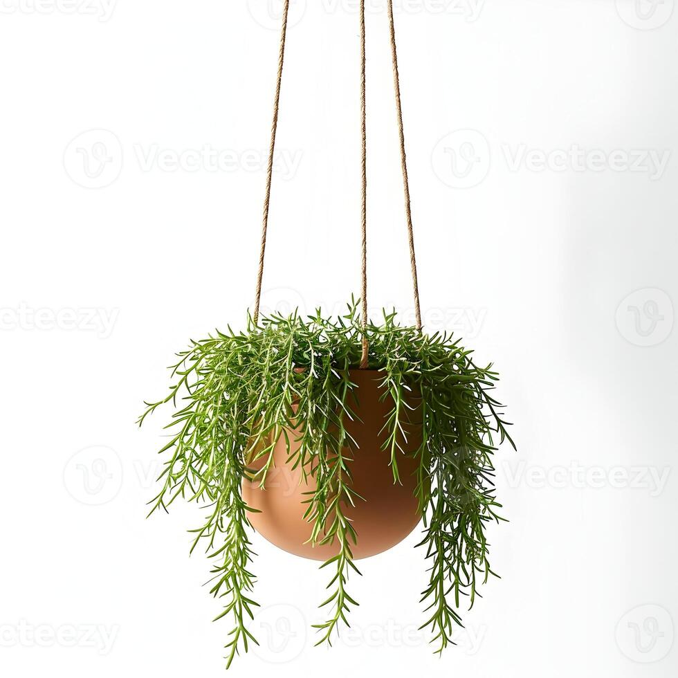 ai generato sospeso pianta di ripsalide cascata cactus nel un' moderno decorativo fiore pentola. verde pianta. alta risoluzione. ai generativo foto