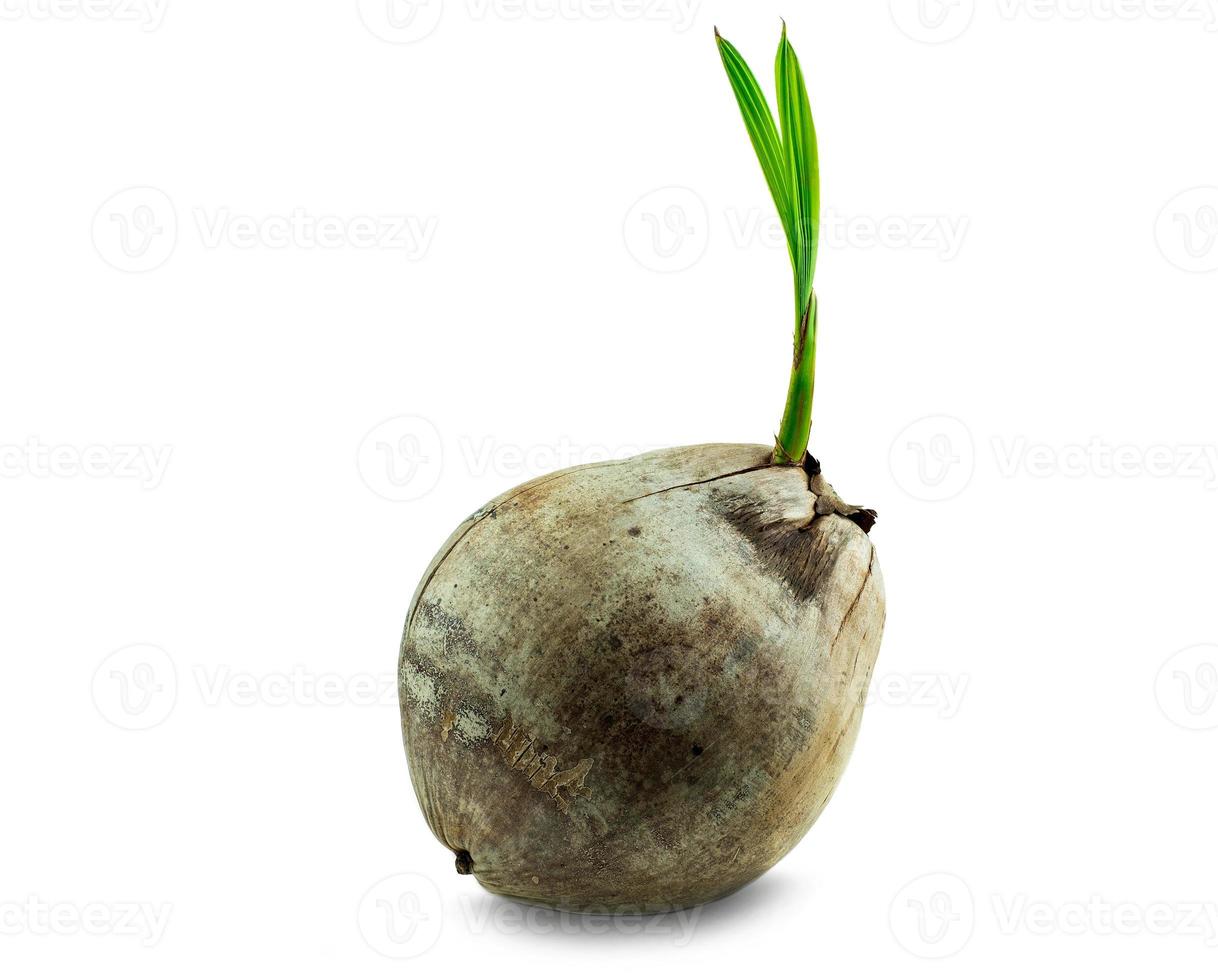 giovane germoglio di albero di cocco cresciuto sullo sfondo bianco foto