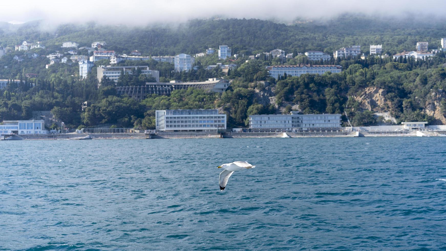 marino con un gabbiano in volo sullo sfondo della costa. yalta foto