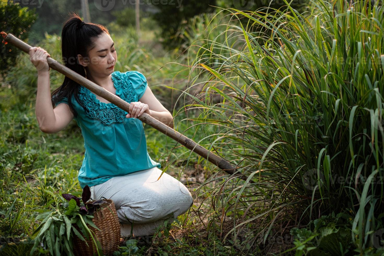 stile di vita della donna dell'Asia rurale che scava citronella in un giardino, coltivando verdure biologiche se stessa concetto, donne asiatiche nel campo della campagna thailandese foto