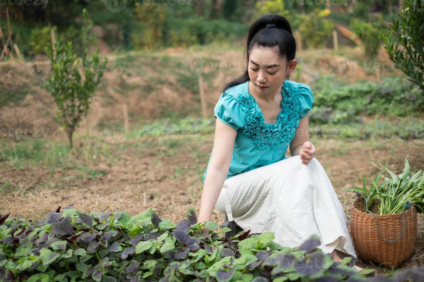 donne nel suo orto, bella giovane giardiniere asia donna con un cesto con verdure di spinaci appena raccolte nei giardini foto