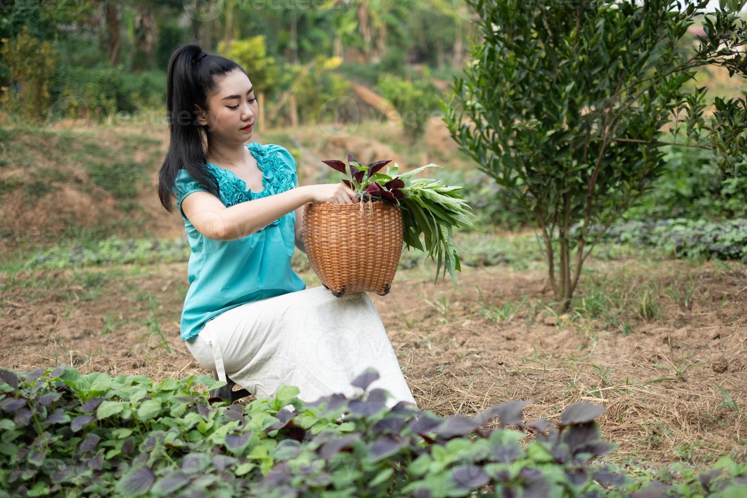 donne nel suo orto, bella giovane giardiniere asia donna con un cesto con verdure di spinaci appena raccolte nei giardini foto