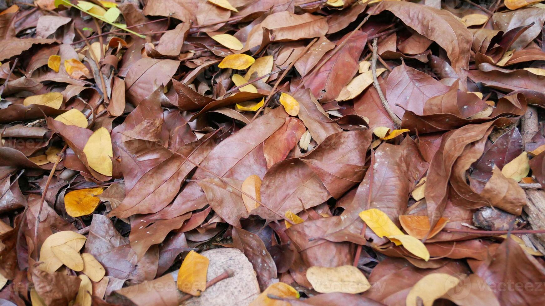 mucchio di foglie secche nella foresta foto