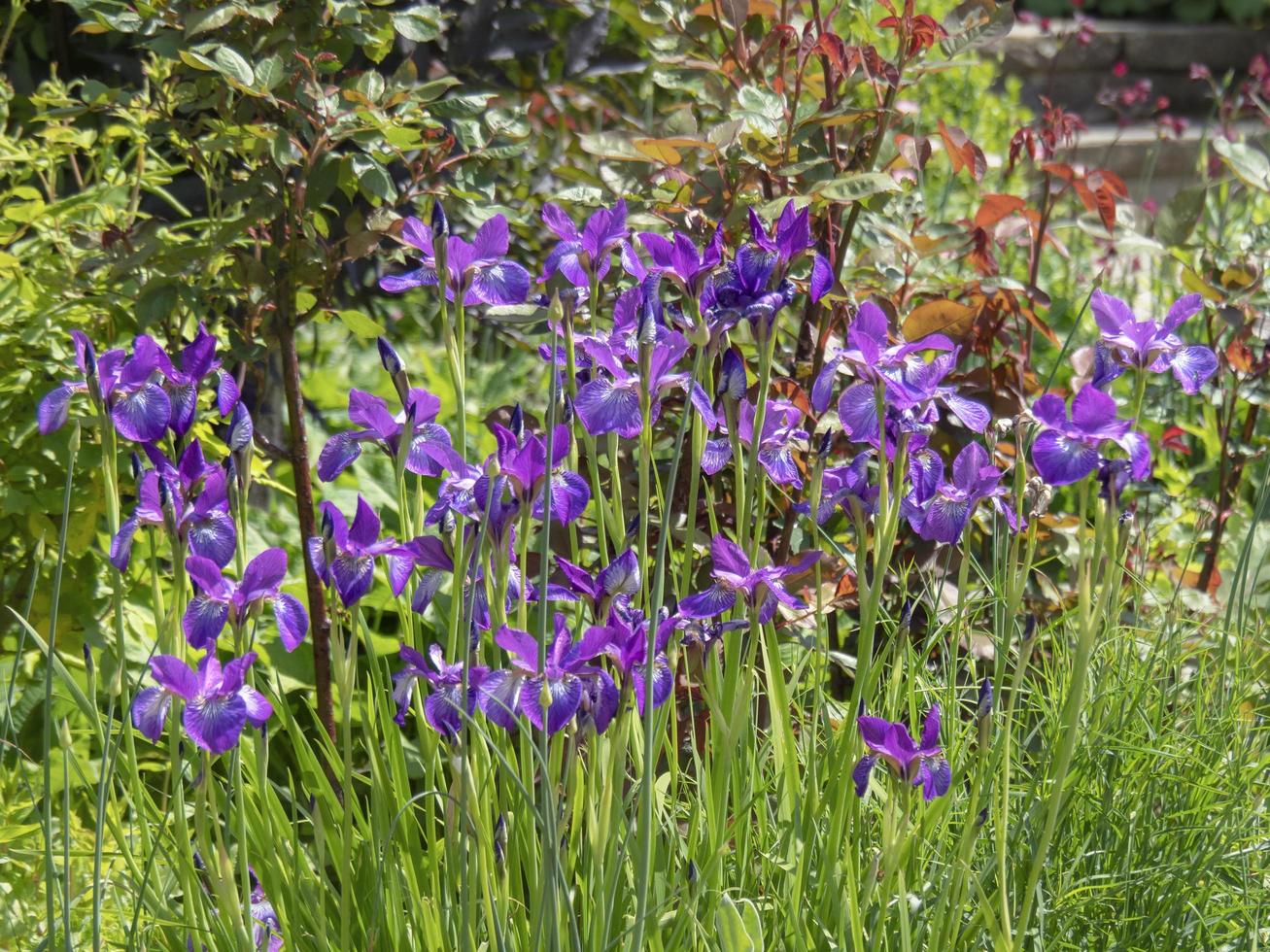 un ciuffo di iris viola che fioriscono in un giardino foto