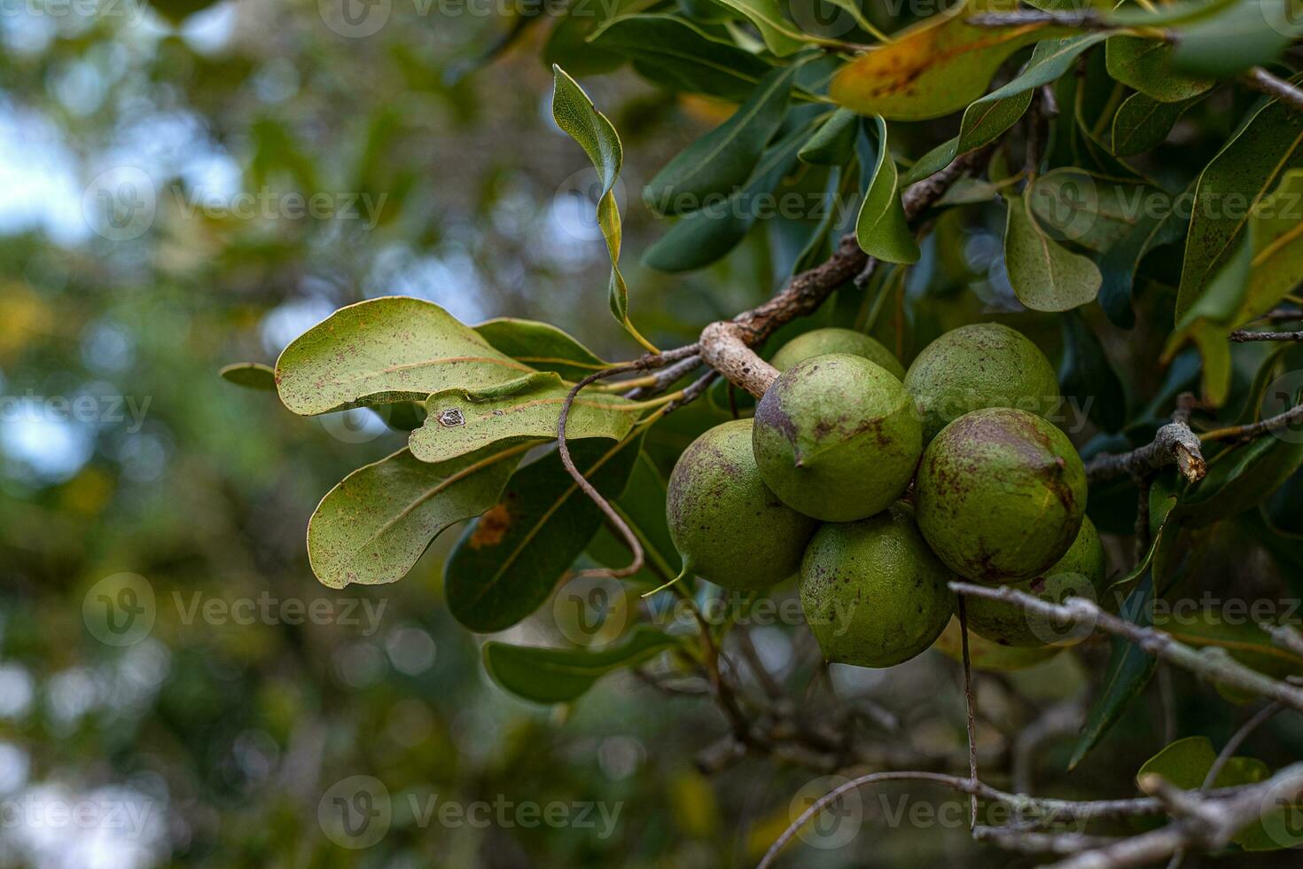 gruppo di noci di macadamia sul suo albero nella piantagione a sfondo sfocato foto