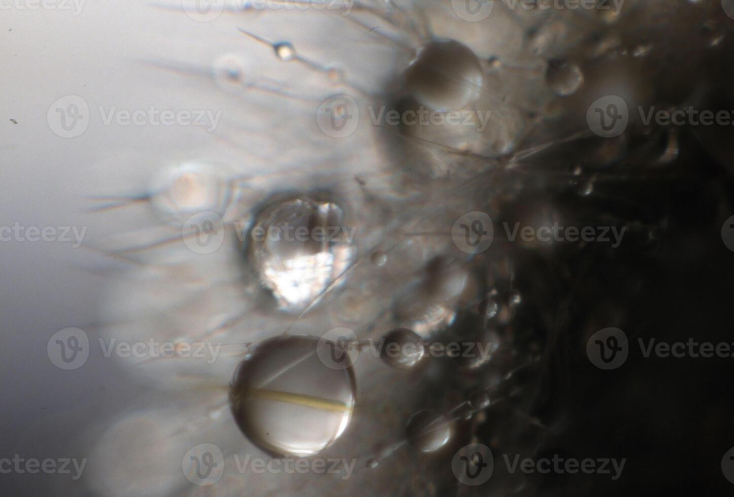 un' vicino su di un' mazzo di acqua goccioline su un' superficie foto