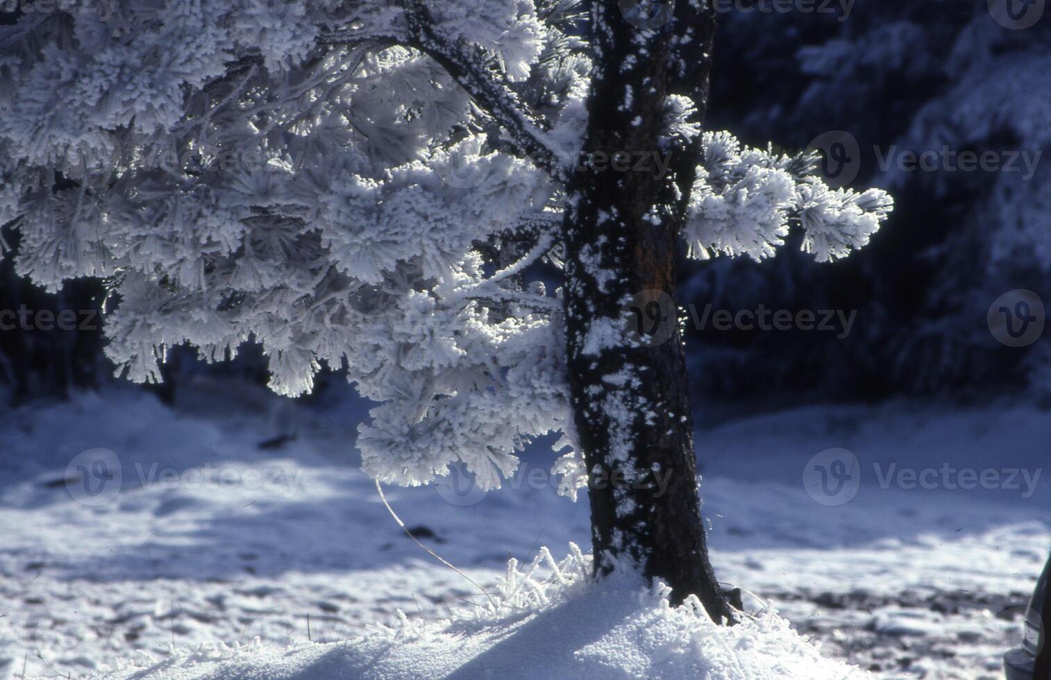 un' neve coperto albero è mostrato nel il neve foto