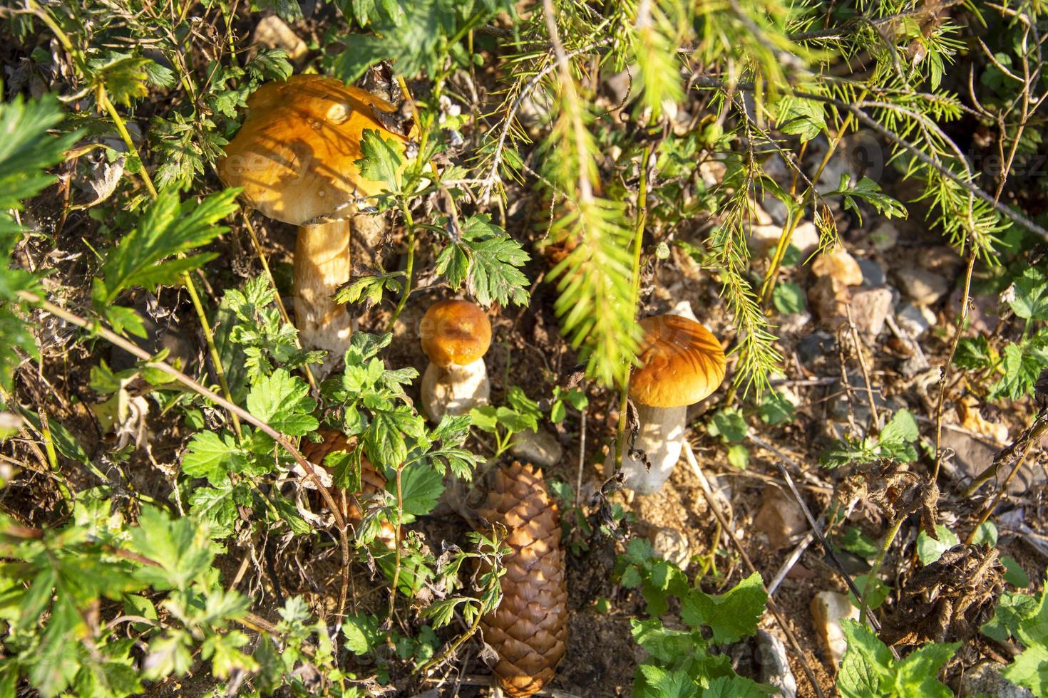 funghi bianchi. famiglia di funghi nell'erba nella foresta. funghi commestibili di bosco. foto