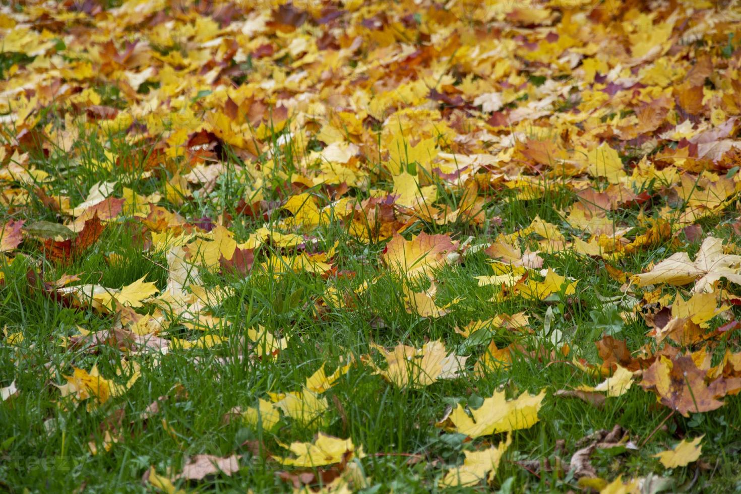 fogliame giallo su erba verde. il prato è cosparso di foglie cadute. foto