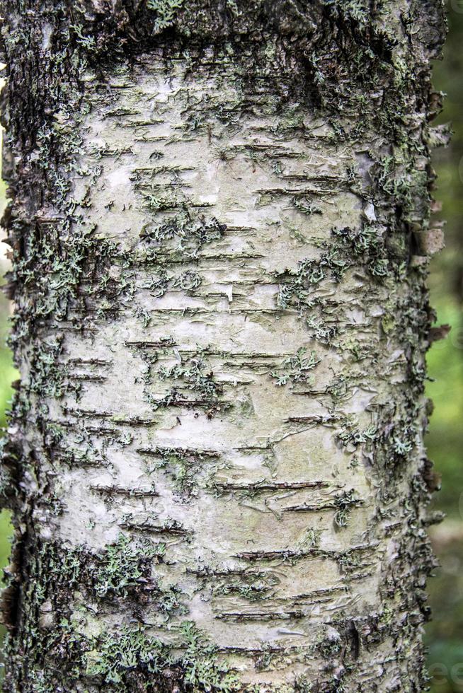 tronco di betulla. primo piano della corteccia di albero. foto