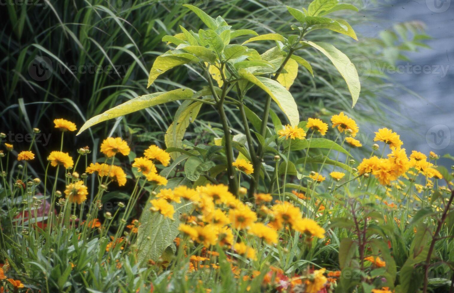 un' giardino con giallo fiori e verde impianti foto