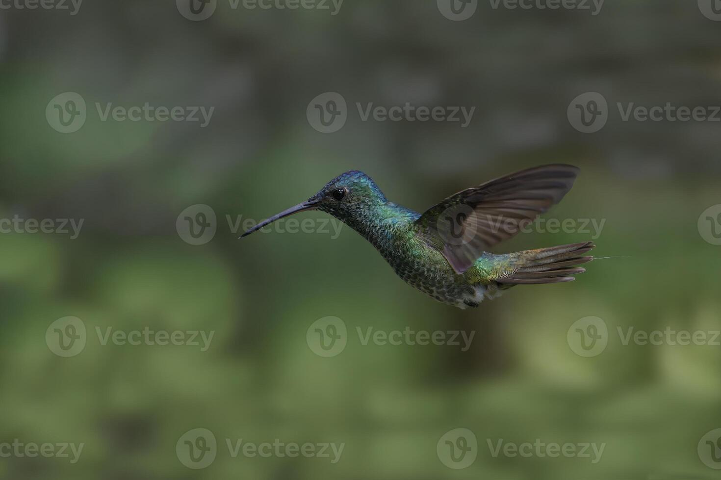 d'oro dalla coda zaffiro, crisuronia enone, nel volo, manu nazionale parco, peruviano amazon nube foresta, Perù foto