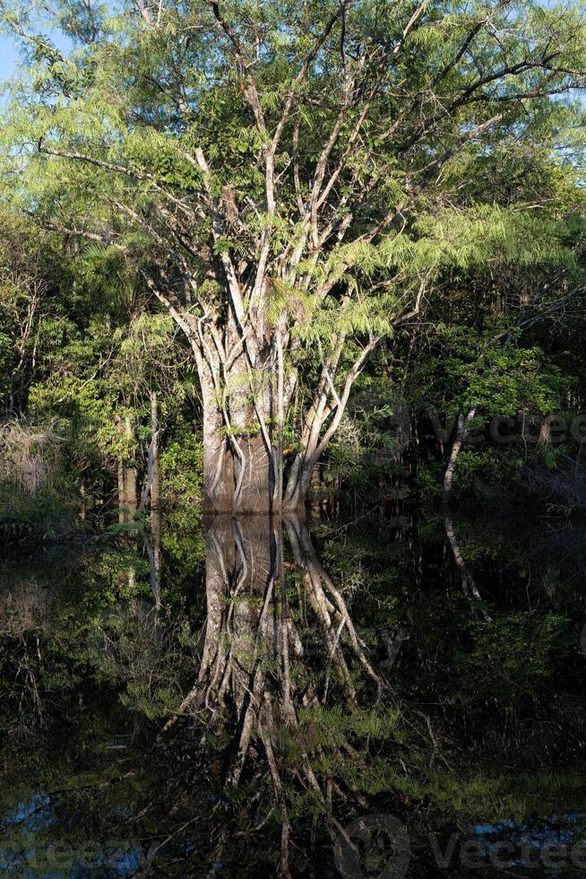 albero riflettendo nel il acqua, Amazonas stato, brasile foto