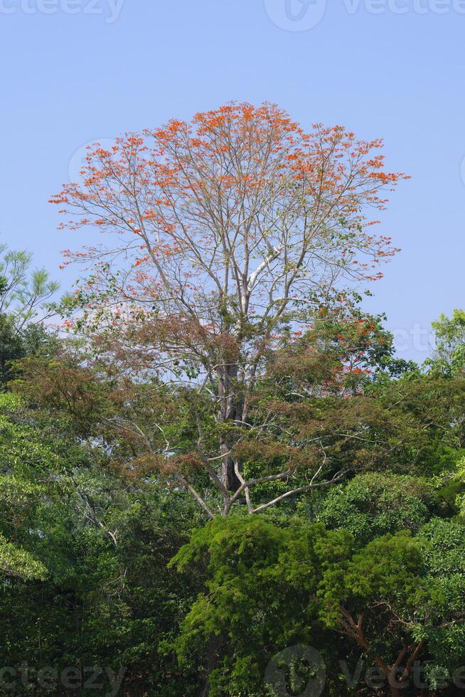 amazon tropicale pioggia foresta con rosa ipe albero, tabebuia vabbè, madre de dios fiume, manu nazionale parco, peruviano amazzone, Perù foto