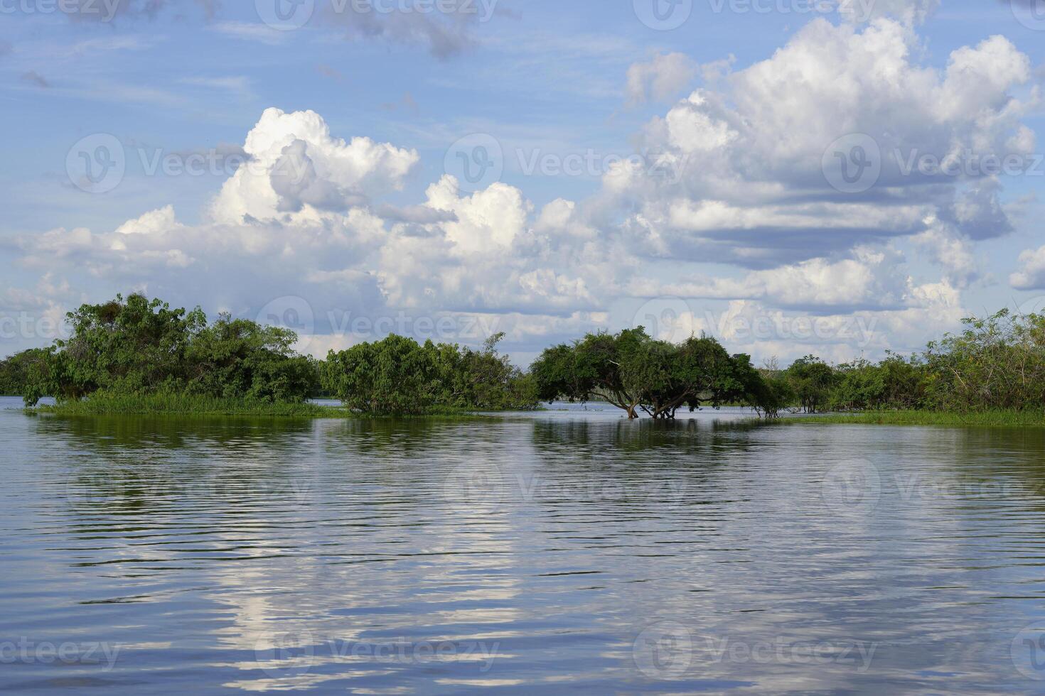 allagato foresta su il abacassi fiume, un amazon affluente, Amazonas stato, brasile foto