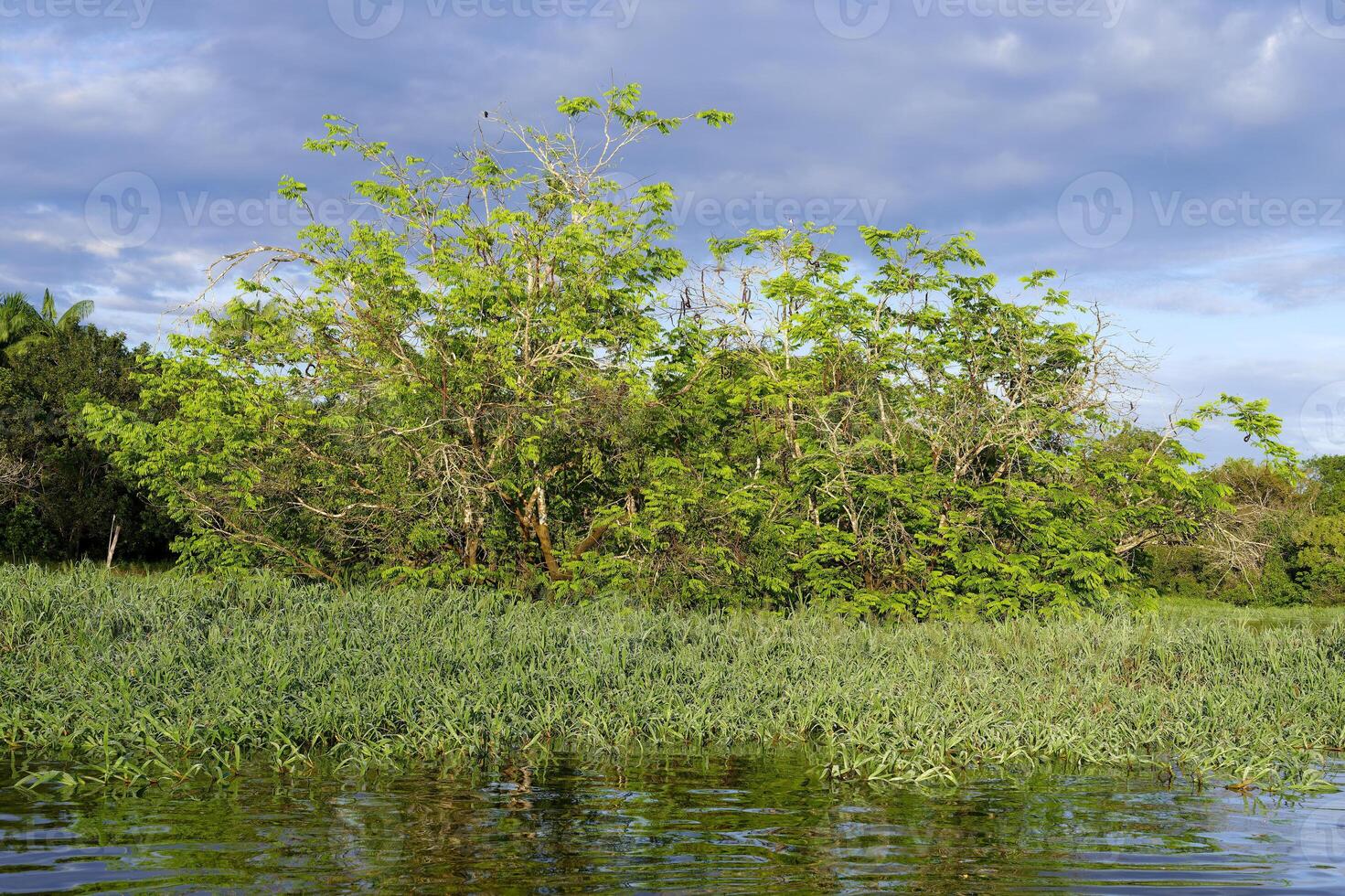 alberi nel il nel il allagato foresta, Amazonas stato, brasile foto