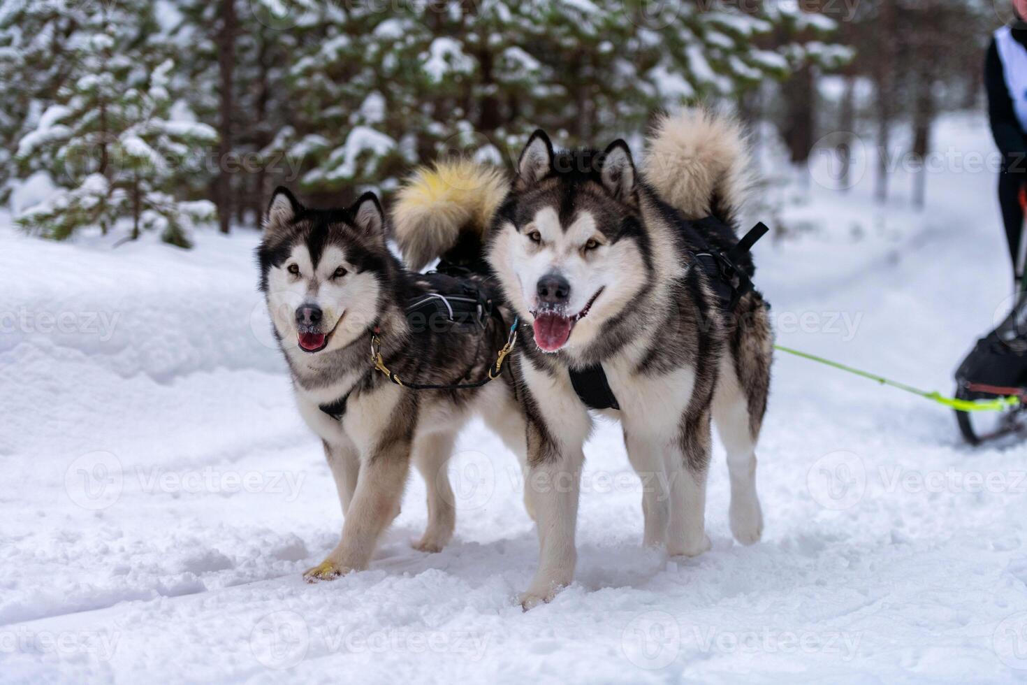 corse di cani da slitta. squadra di cani da slitta husky in imbracatura corsa e autista di cani da traino. gara del campionato di sport invernali. foto