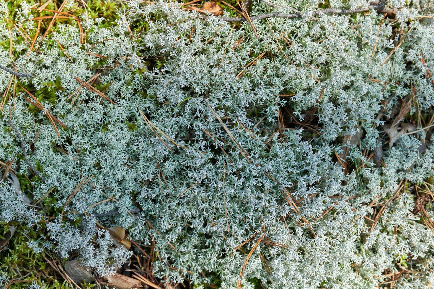 lichene cladonia rangiferina. lichene grigio renna. bellissimo muschio forestale di colore chiaro che cresce in climi caldi e freddi. cervo, muschio di caribù. foto