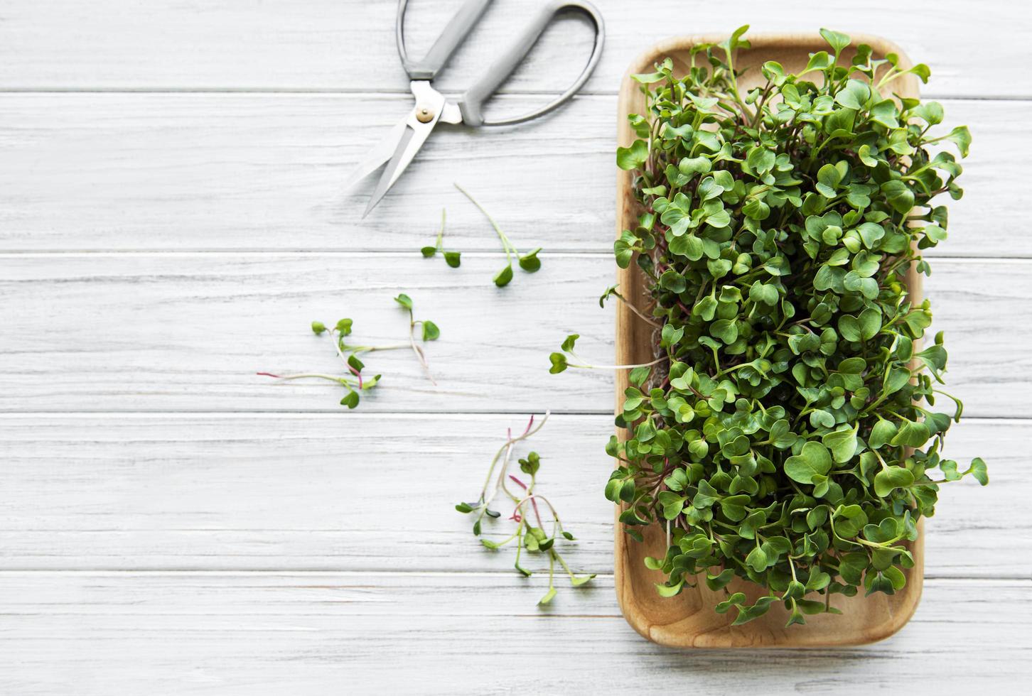 microgreens di ravanello rosso foto