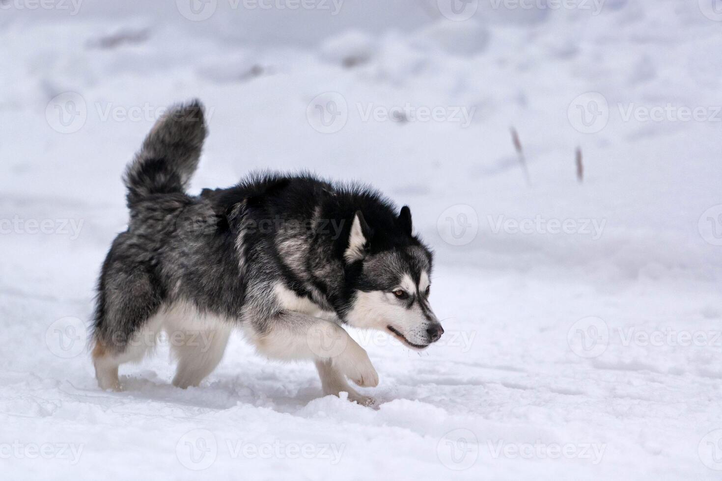 corse di cani da slitta. squadra di cani da slitta husky in imbracatura corsa e autista di cani da traino. gara del campionato di sport invernali. foto