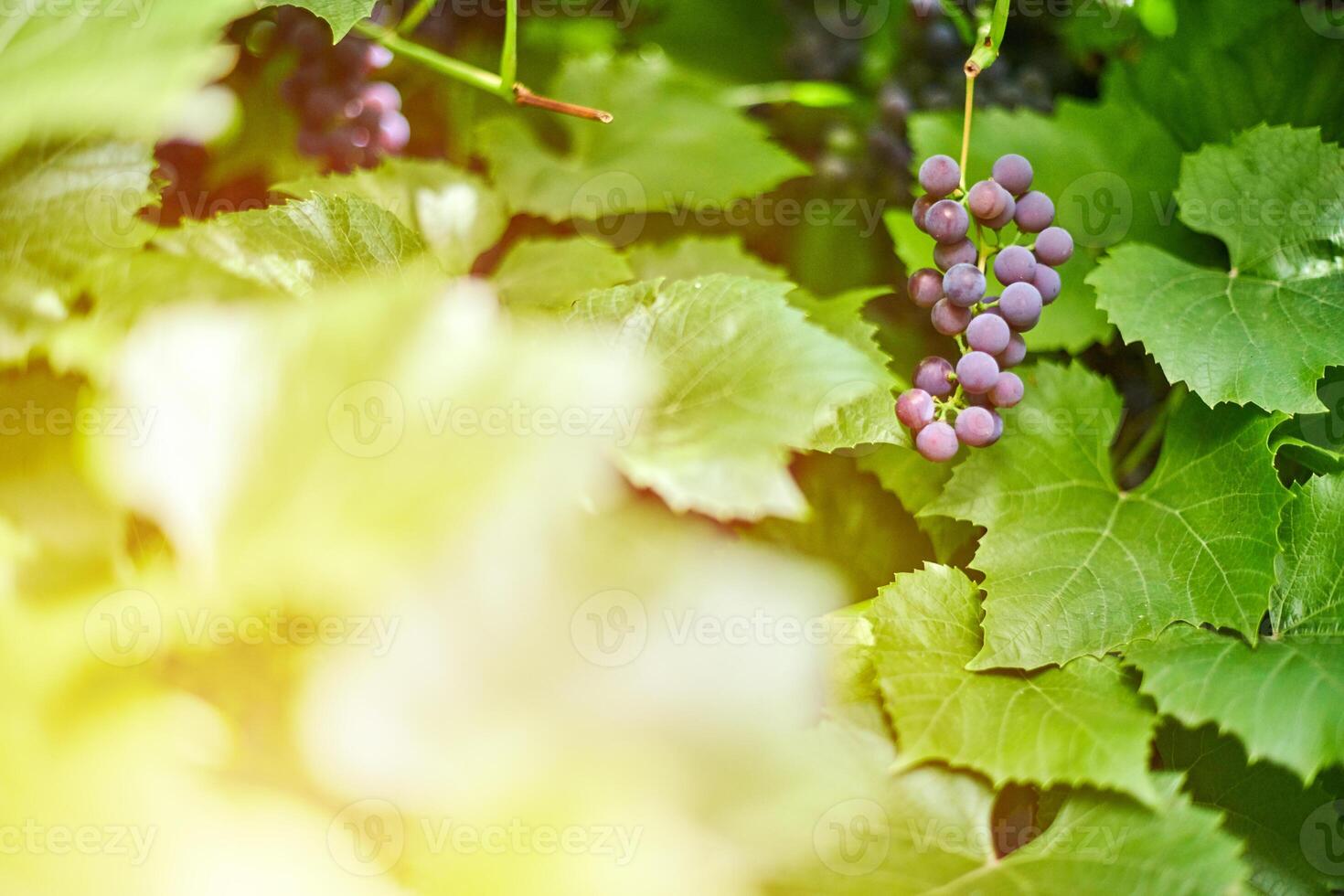 grappolo d'uva in vigna. uva rossa da tavola con foglie di vite verdi in una soleggiata giornata di settembre. vendemmia autunnale delle uve per la vinificazione, marmellata e succhi. foto