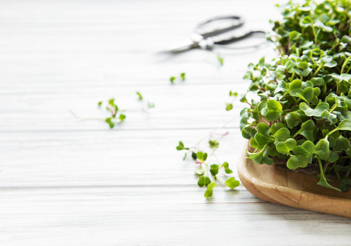 microgreens di ravanello rosso foto