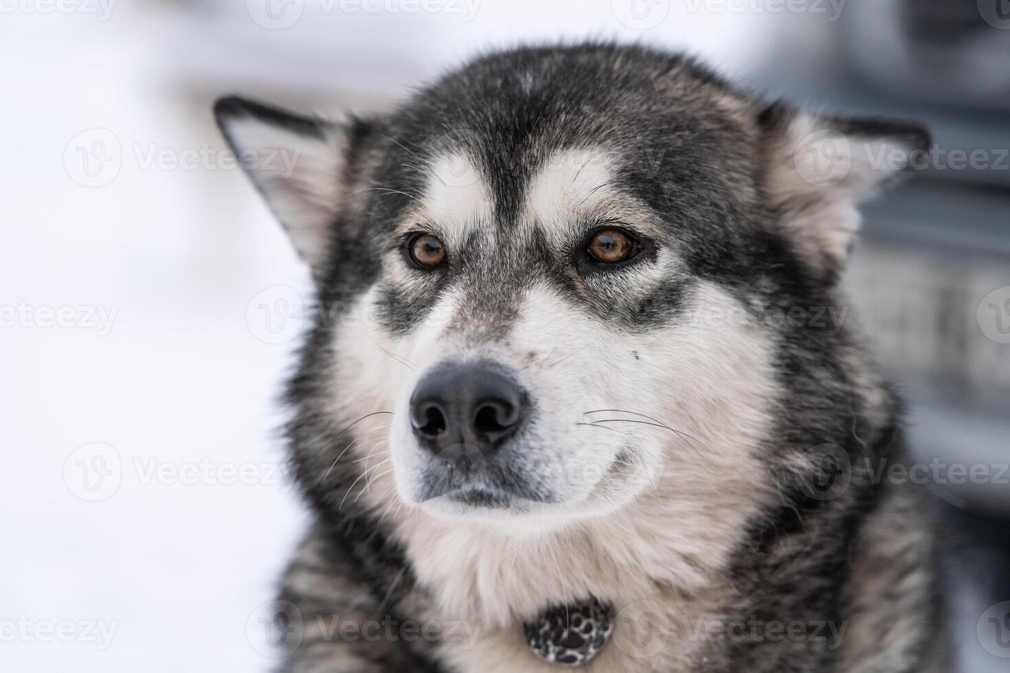 ritratto di cane husky, sfondo nevoso invernale. animale domestico divertente a camminare prima dell'addestramento del cane da slitta. foto