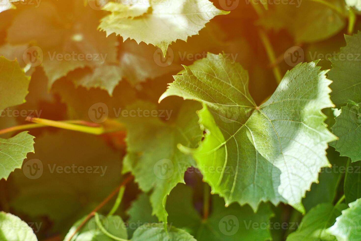 foglie di vite in vigna. foglie di vite verdi alla soleggiata giornata di settembre. presto vendemmia autunnale dell'uva per fare vino, marmellata, succo, gelatina, estratto di semi d'uva, aceto e olio di semi d'uva. foto