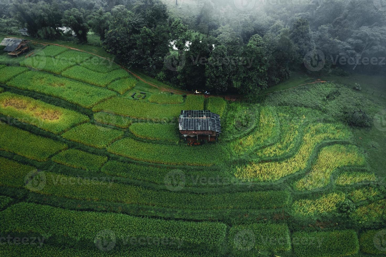 risaie e risaie in una giornata di pioggia foto