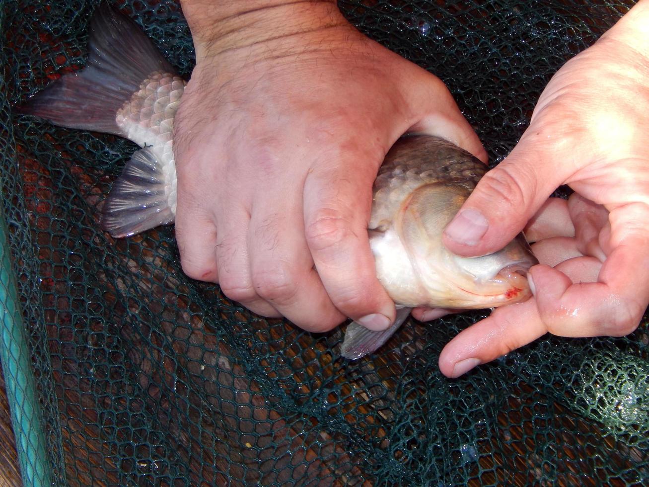 pesca di lago e di fiume foto