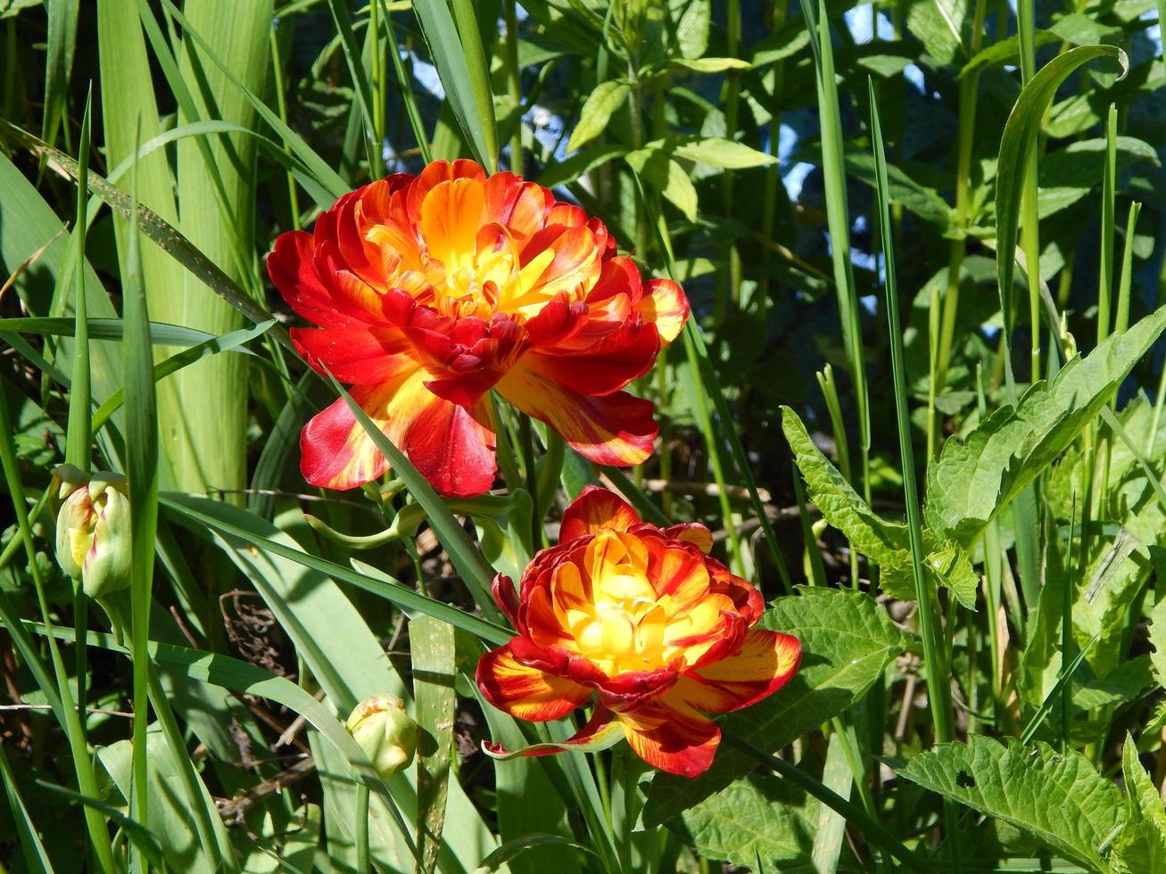 agricoltura piantare piante e fiori da giardino foto