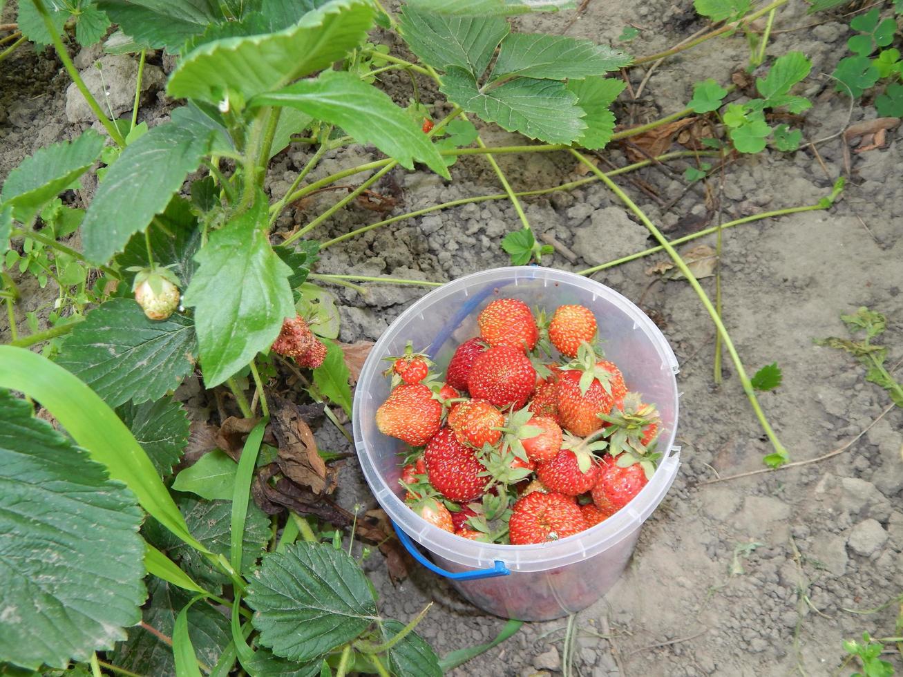 raccogliere fragole nell'orto e nell'orto foto