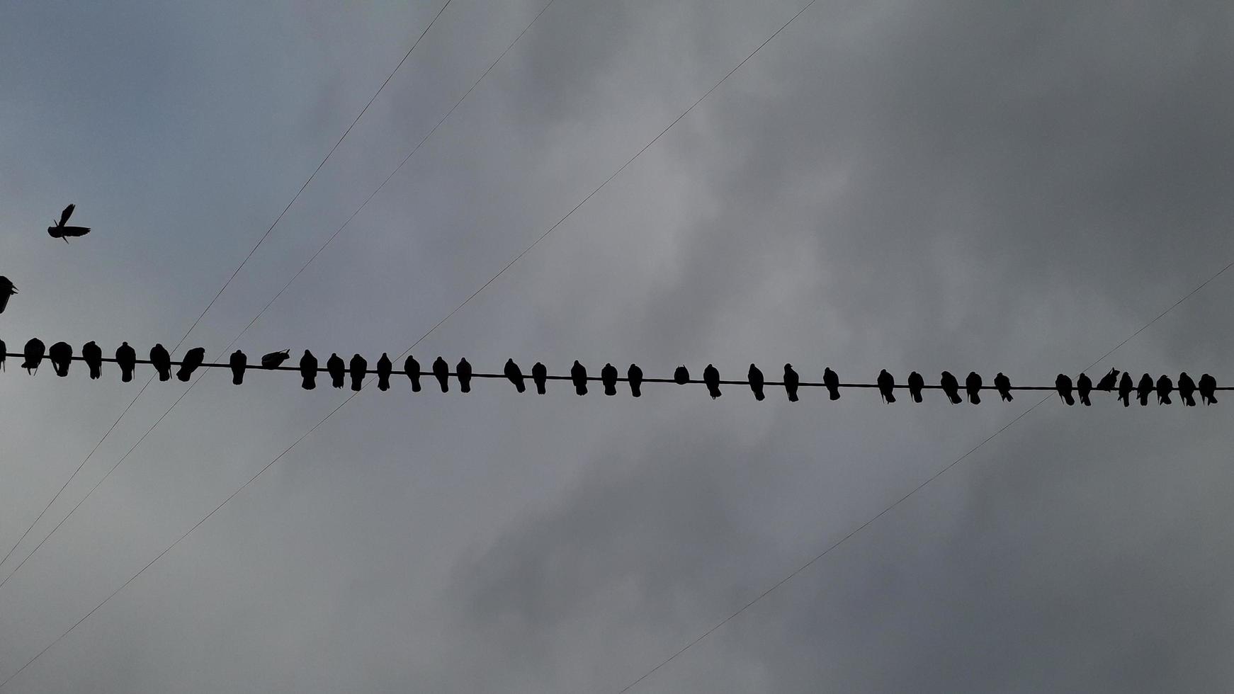 tanti piccioni seduti su un filo elettrico foto