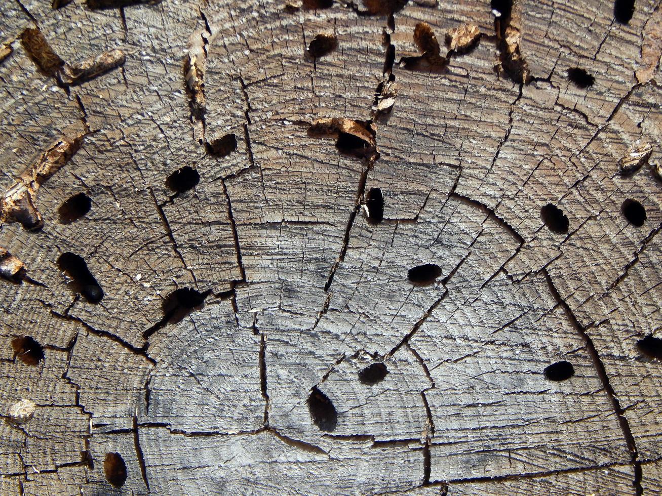 struttura di legno del ceppo foto