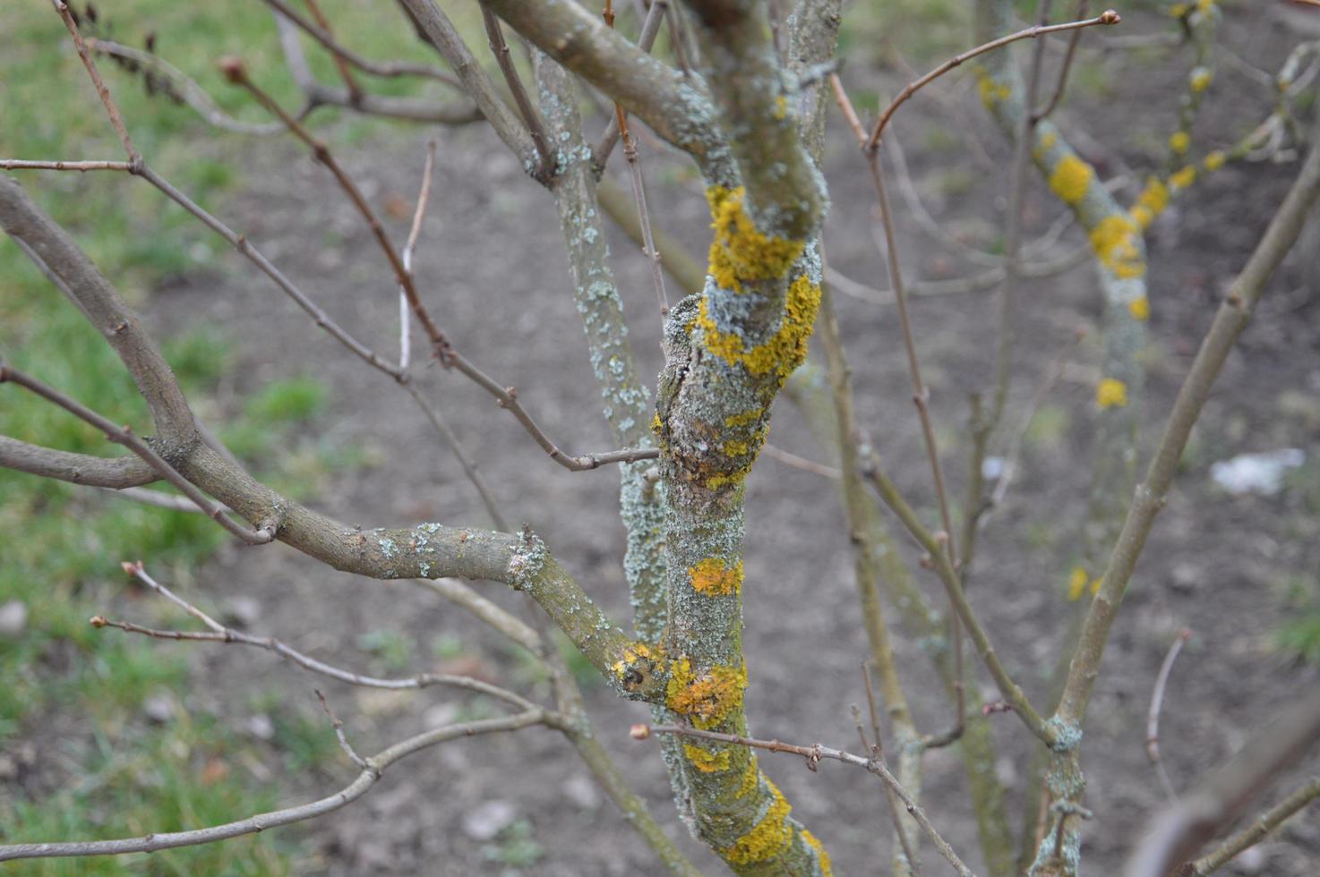 i boccioli primaverili sbocciano sugli alberi del giardino foto