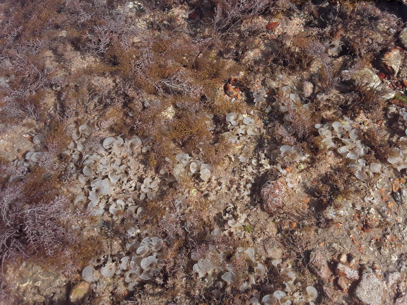 tessitura di pietra nel mar rosso presso la località egiziana di sharm el sheikh foto