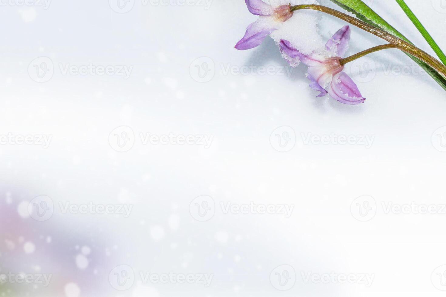 fiore di bucaneve che cresce nella neve nella foresta di inizio primavera foto
