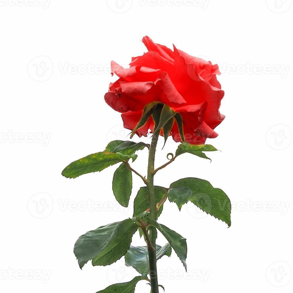 fiore di rosa rossa isolato su bianco foto