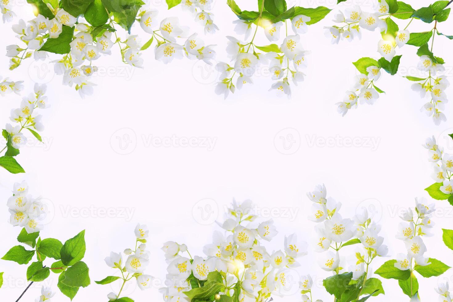 ramo di fiori di gelsomino isolati su sfondo bianco. foto